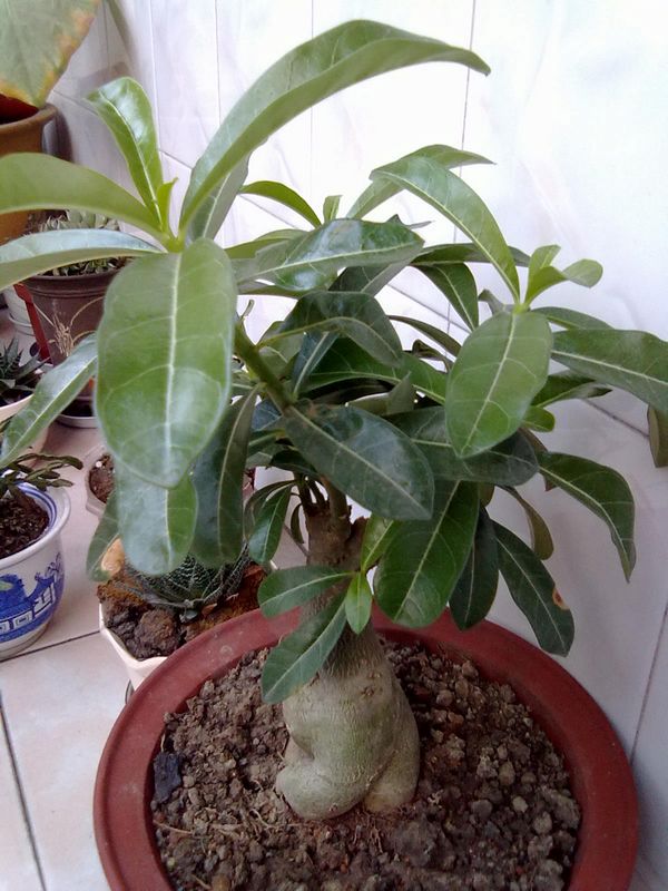 20120828897.jpg