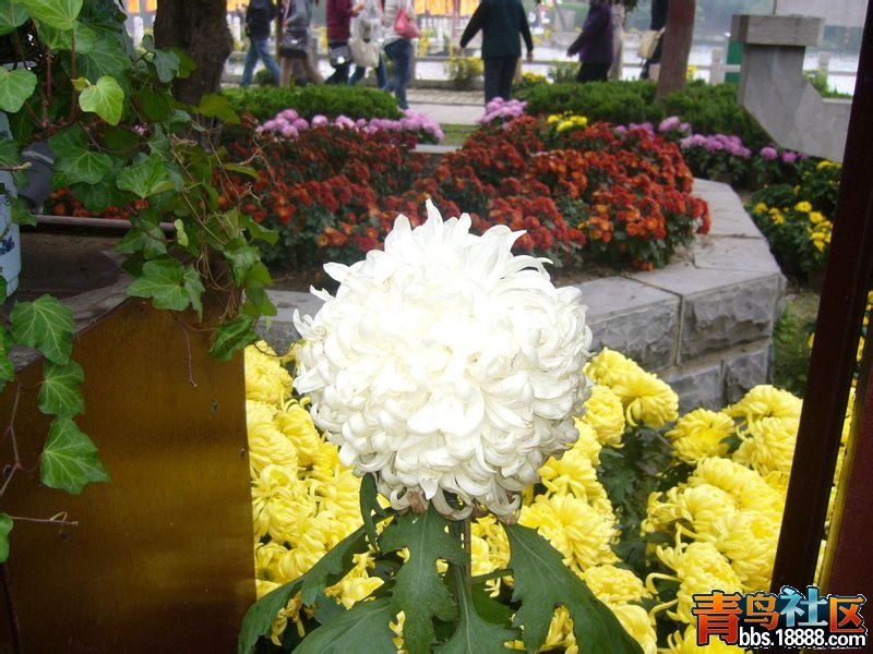 f9dcd100baa1cd11c24c52a0b912c8fcc2ce2db3.jpg