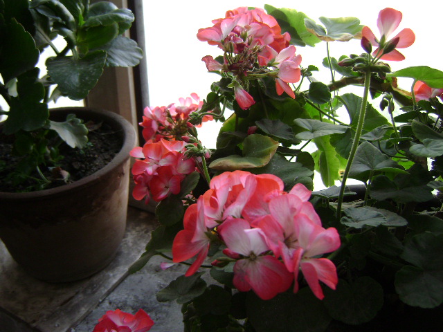 DSC07142.JPG