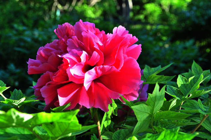 DSC_9259.JPG