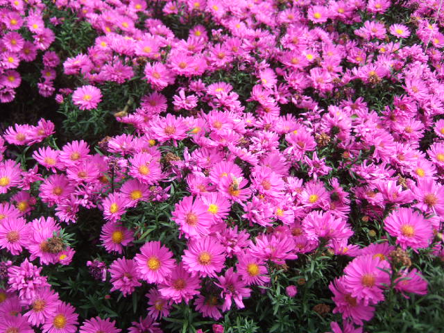 DSCF0256.JPG