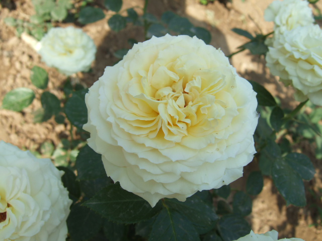 DSCF4391.JPG