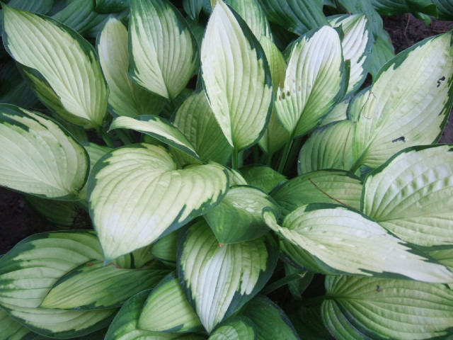 DSCF6878.JPG