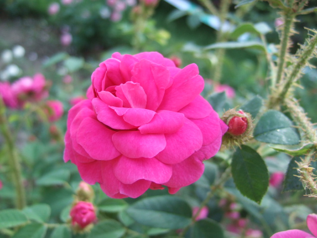 DSCF4360.JPG