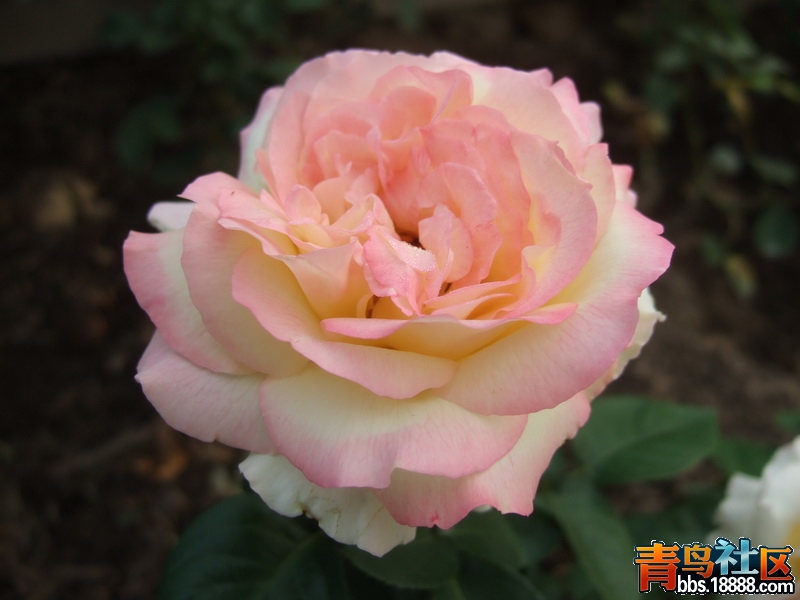 DSCF3165_调整大小.JPG