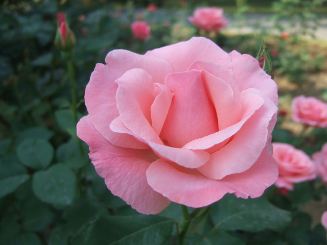 DSCF4395.JPG