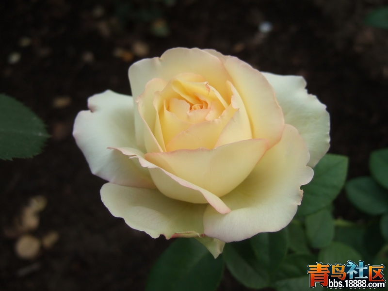 DSCF3164_调整大小.JPG