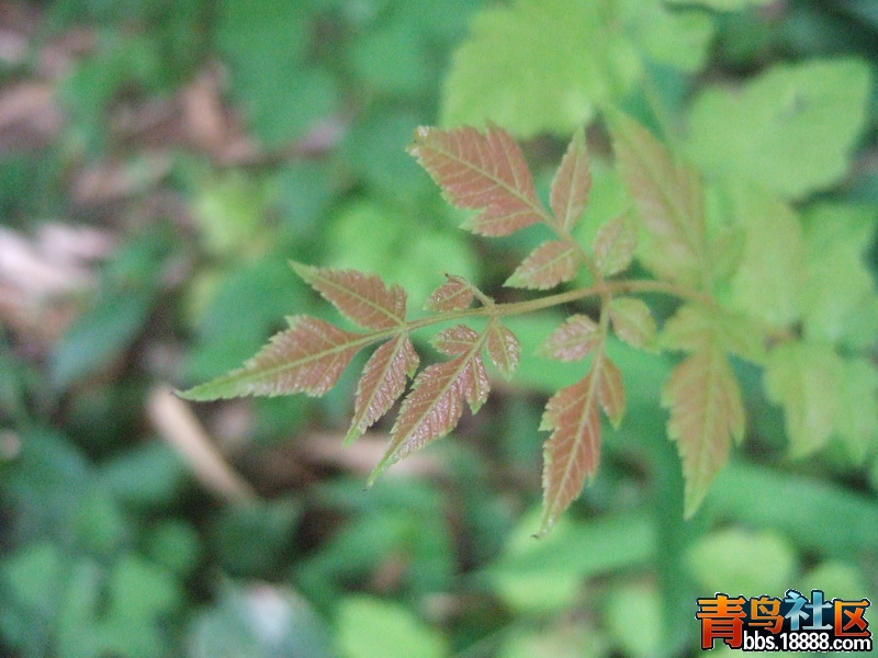 DSCF0049_调整大小.JPG