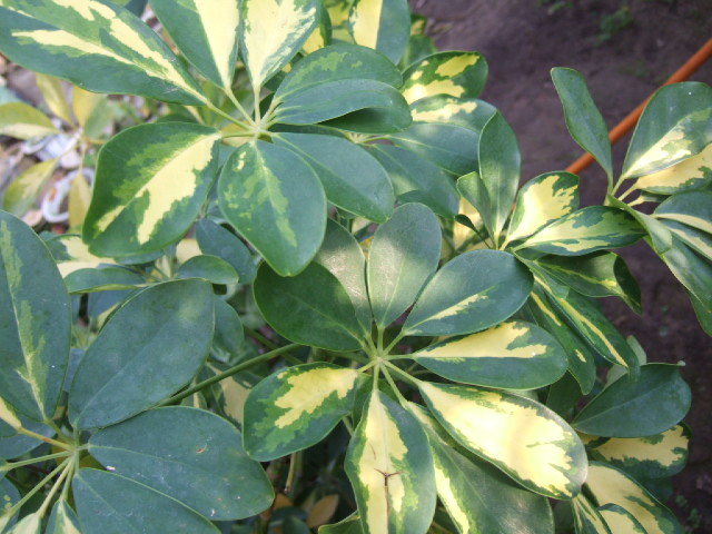 花叶鹅掌柴 (2).JPG