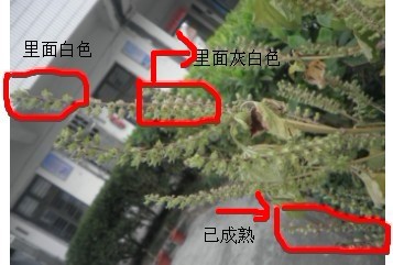 成熟程度.jpg