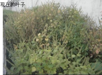 上面拍下的叶子.jpg