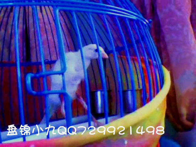 13预留白直立1-1.jpg