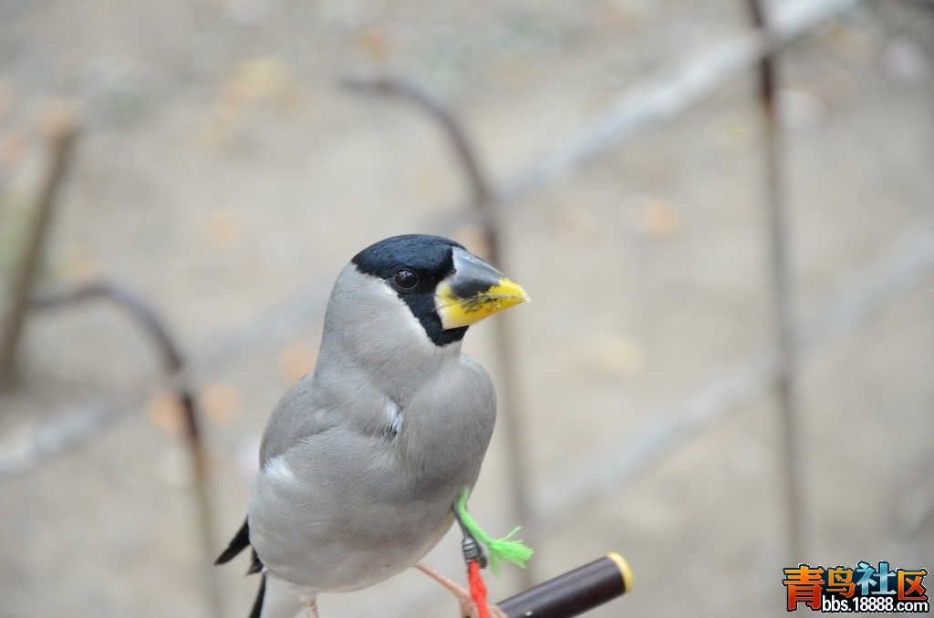 DSC_1200.jpg