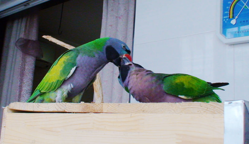 DSC00090.JPG