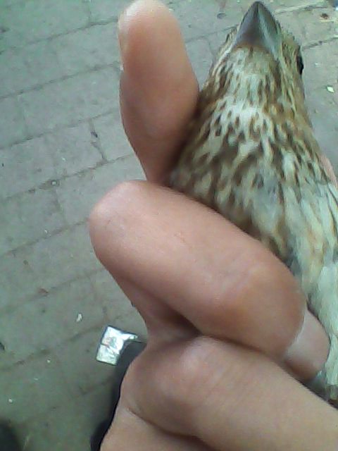 IMG0018A.jpg