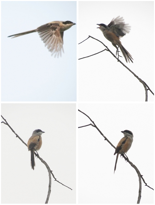 棕背伯劳1-4组合-20120920.jpg