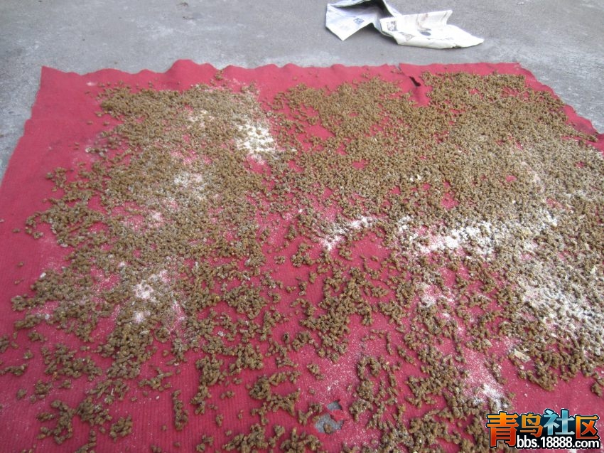 本来想用报纸，都说不好.jpg