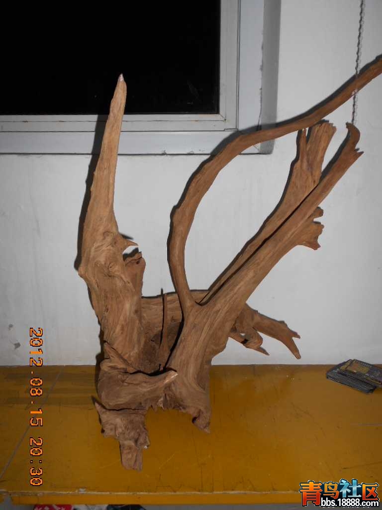 DSCN0240.jpg