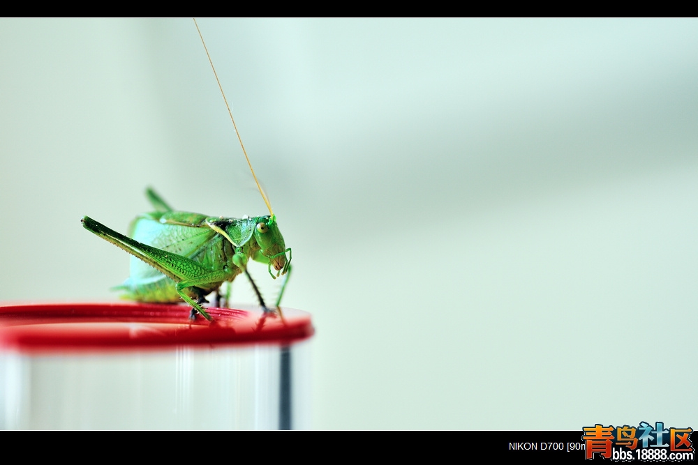 DSC_0590-0SS.jpg
