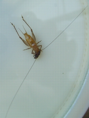 CIMG0754.jpg