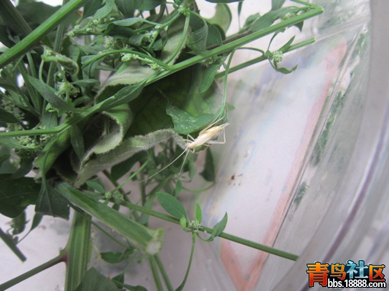 照片 515_副本.jpg