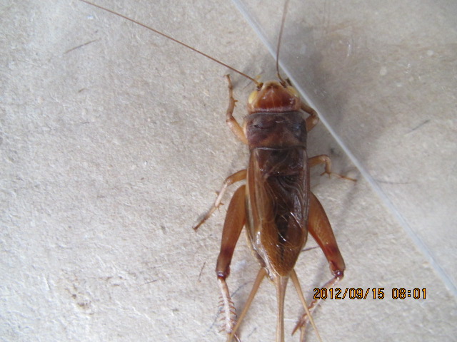 IMG_2071.jpg