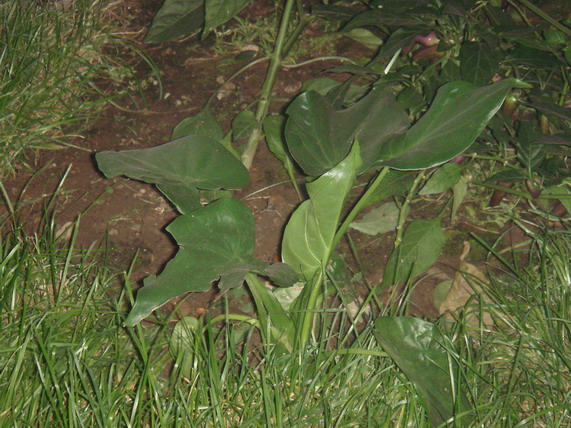 DSC05109_缩小大小.JPG