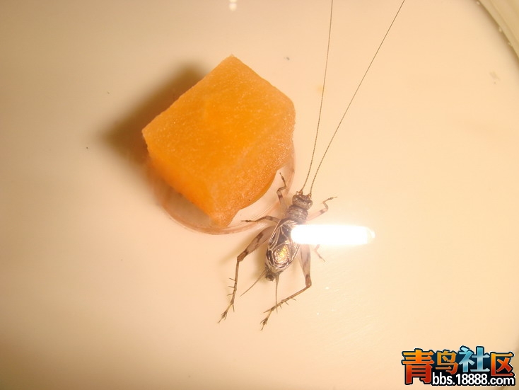 DSC05218_缩小大小.JPG