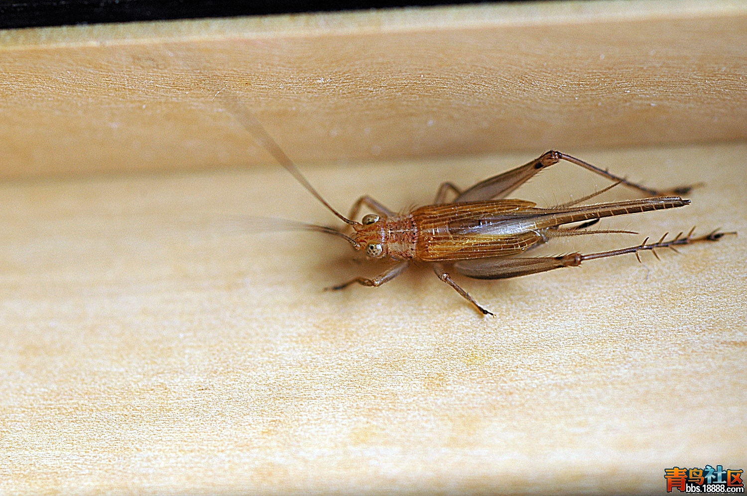 DSC_6883.jpg