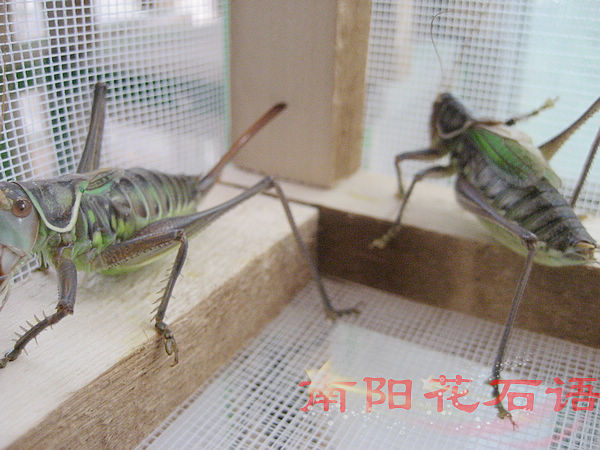 IMG_3714.JPG