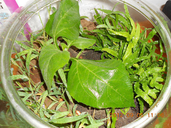 DSCN0810.jpg