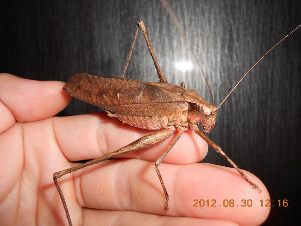 DSCN0800.jpg