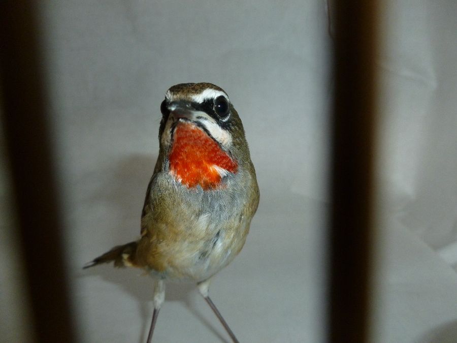 s900_P1000359.JPG