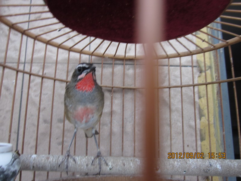 IMG_0693_缩小大小.JPG