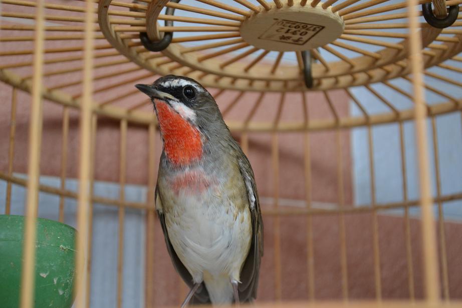 DSC_2171.JPG