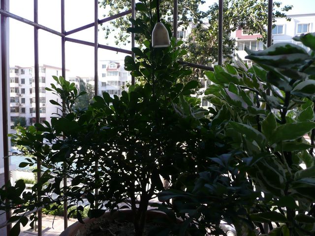 P1050512.JPG