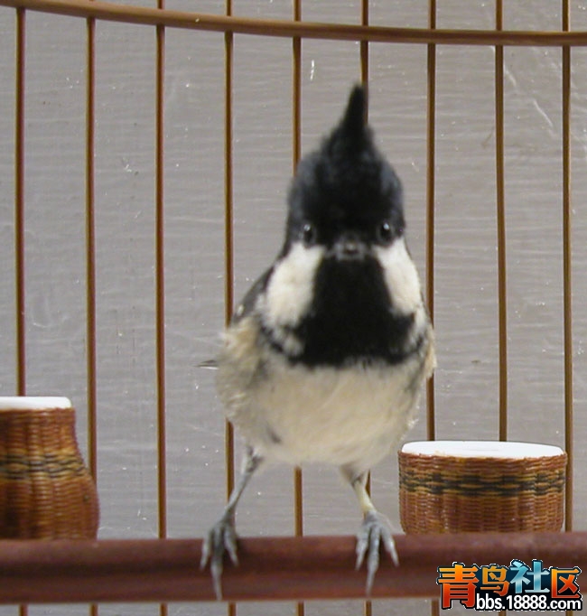 貝子7.jpg