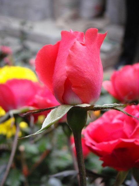 旋转 DSC00605.JPG
