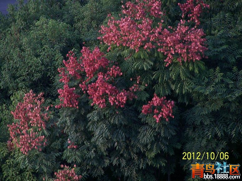 椿树13.JPG