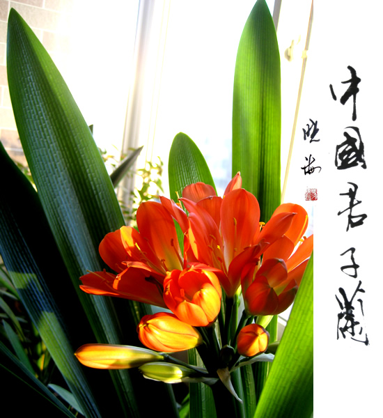 祥云logo .jpg