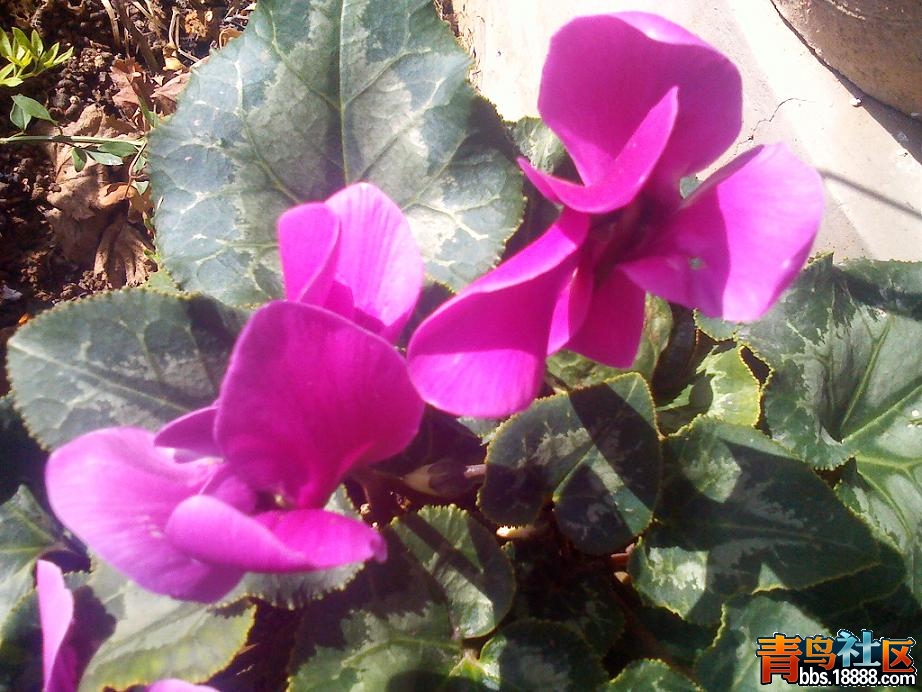 IMG_20121022_121700.jpg