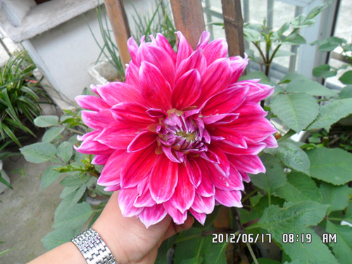SAM_0875_副本.jpg