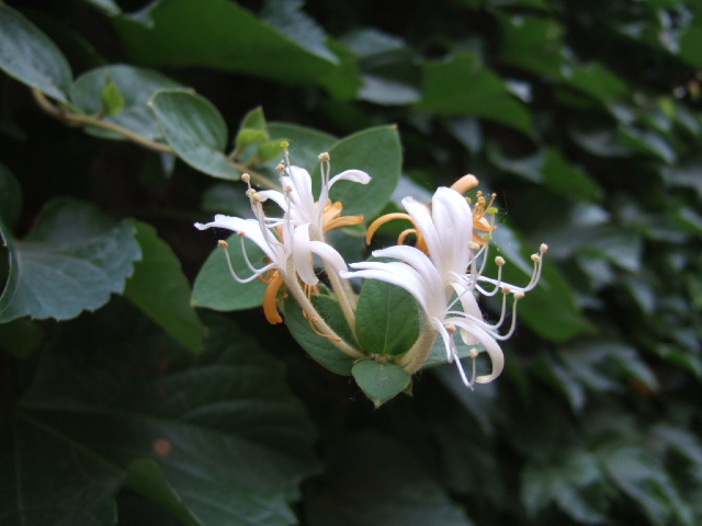 DSCF4349.JPG