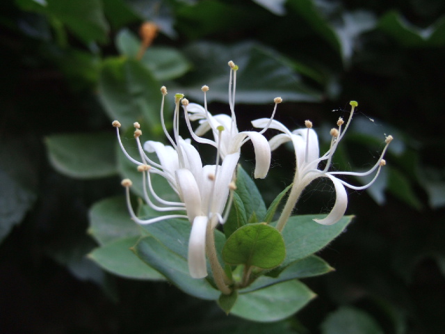 DSCF4350.JPG