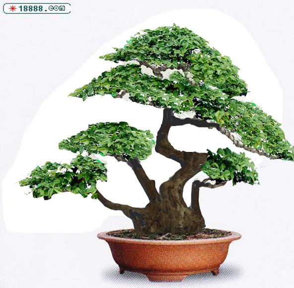 苍雀梅桩 (2).jpg