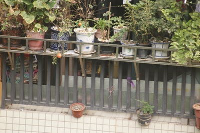 对门养鸟1.jpg