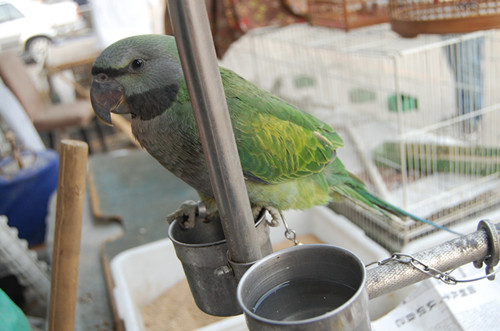 DSC_3881_副本.jpg