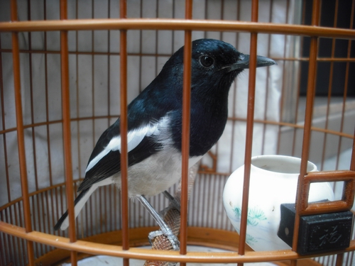 DSCF1743.JPG