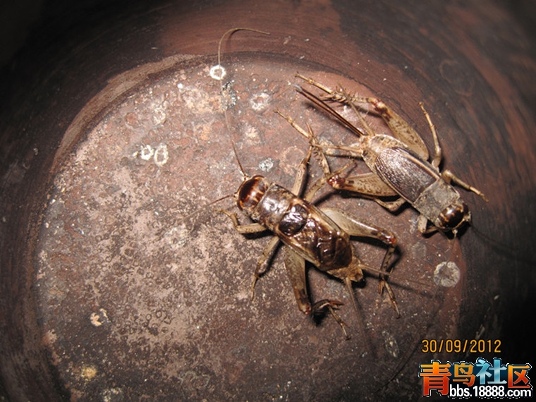16号罐之淡紫.jpg