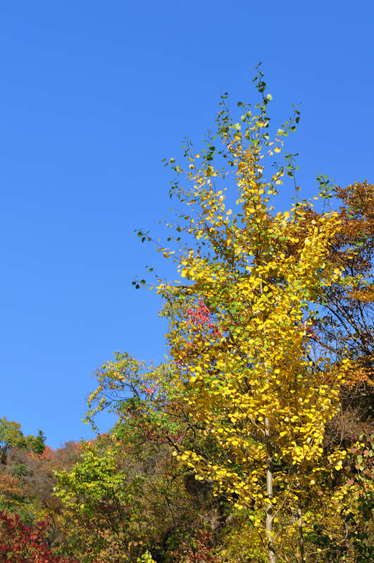 DSC_4949.JPG